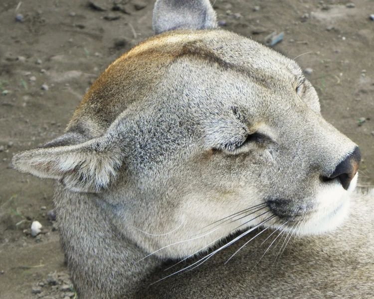 South American cougar - Facts, Diet, Habitat & Pictures on 