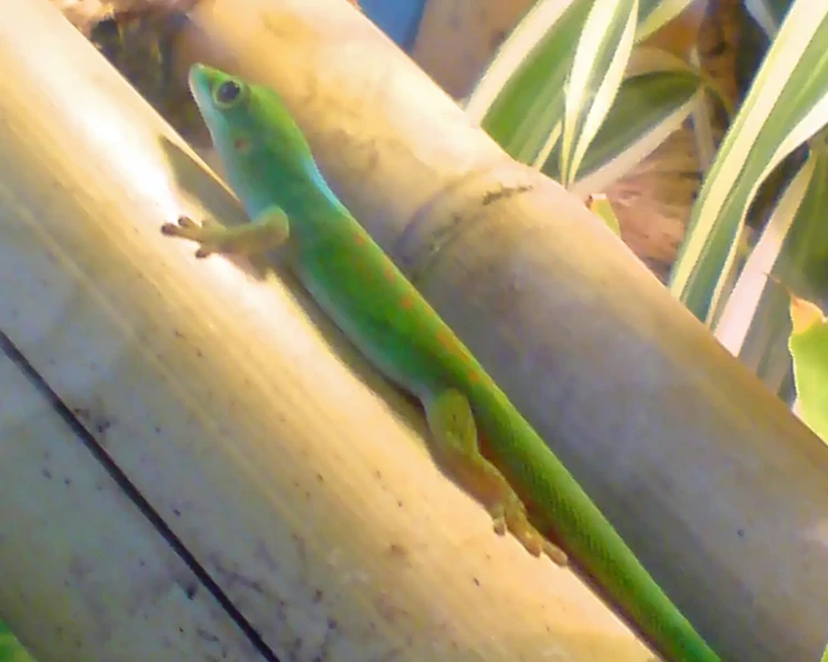 Pasteur's day gecko