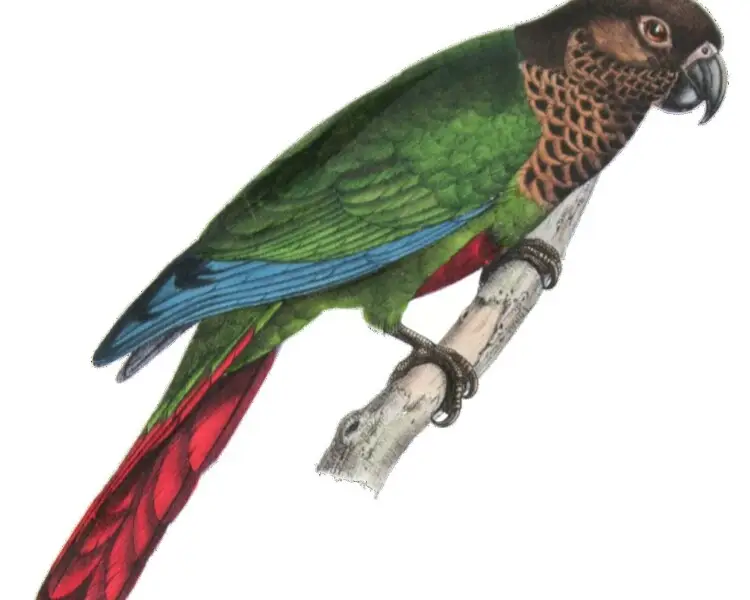 Bonaparte's parakeet