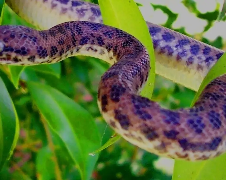 Spotted python - Facts, Diet, Habitat & Pictures on Animalia.bio