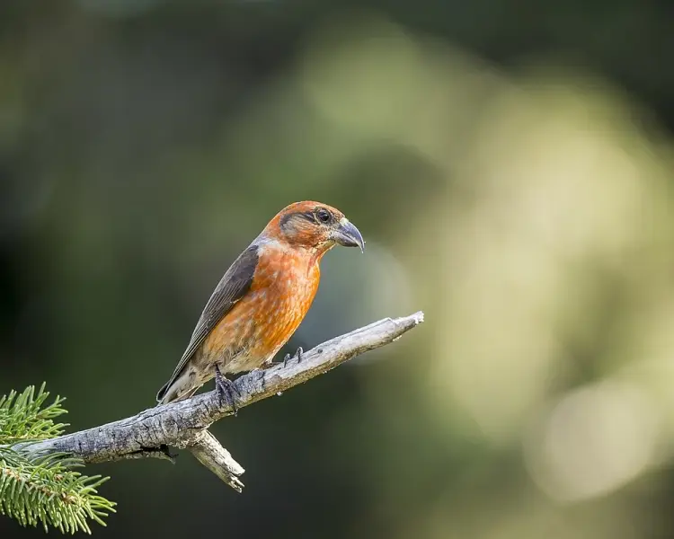Red Crossbill