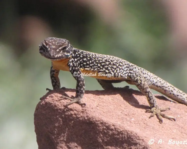 Atlas day gecko