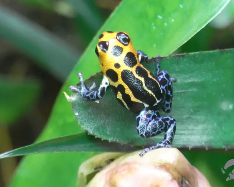 Mimic poison frog