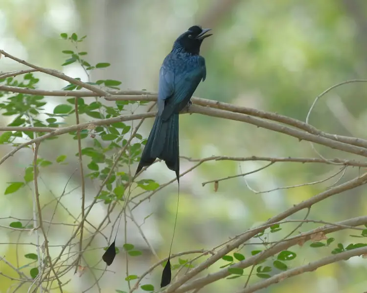 Greater Racket-Tailed Drongo