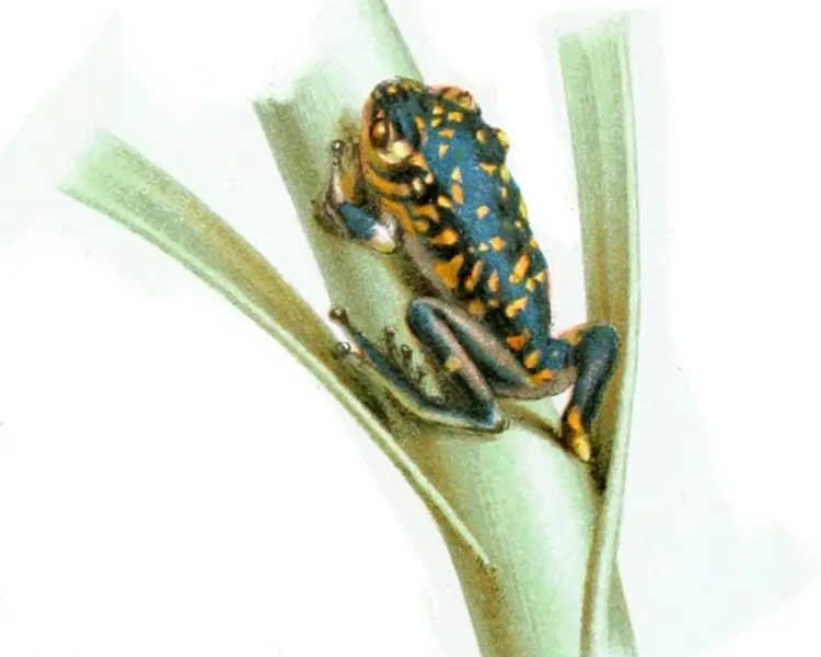 Red-headed poison frog