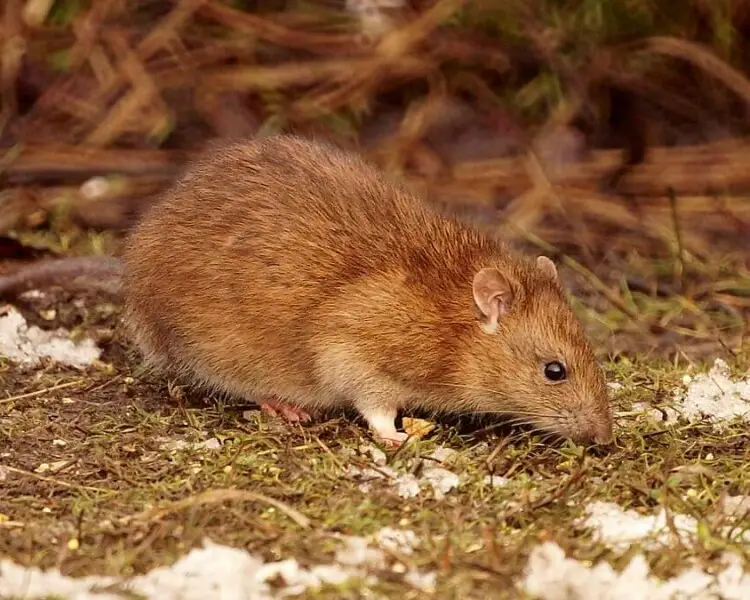Brown Rat - Facts, Diet, Habitat & Pictures on 