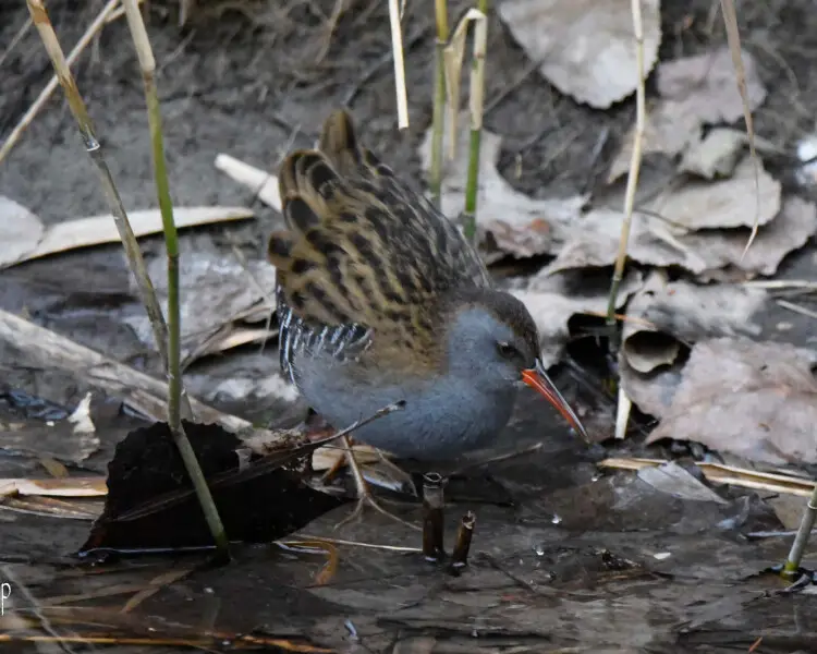Water rail