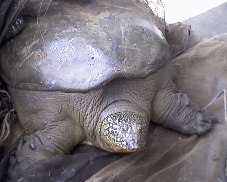 Yangtze giant softshell turtle