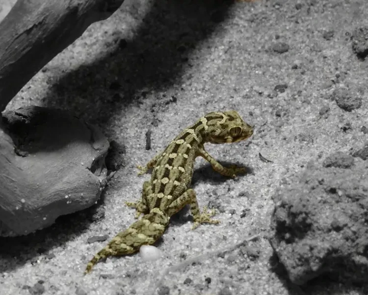 Carrot-tail viper gecko