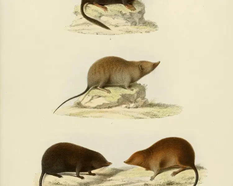 Asiatic short-tailed shrew