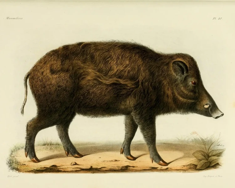 Northern Chinese boar