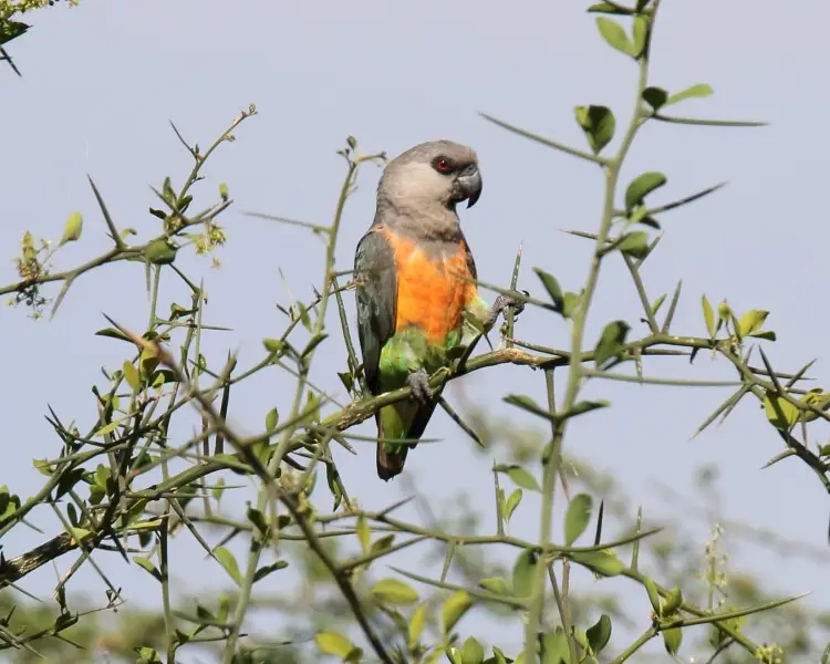 Red-bellied parrot