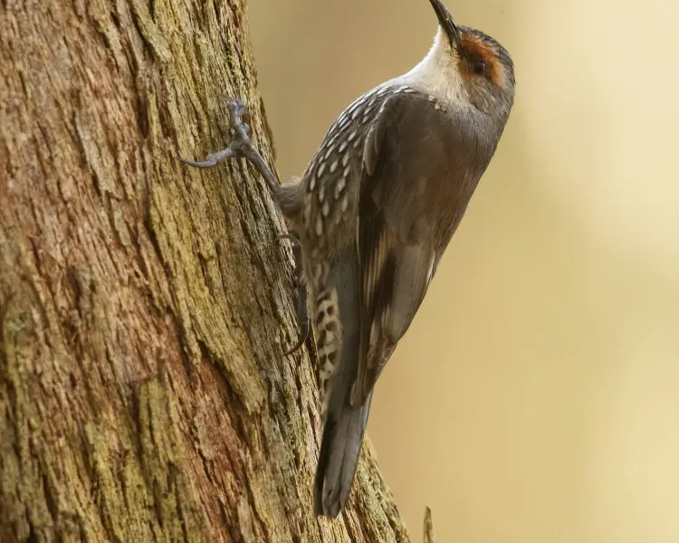 Climacteris erythrops Fakten, Ernährung, Lebensraum & Bilder auf