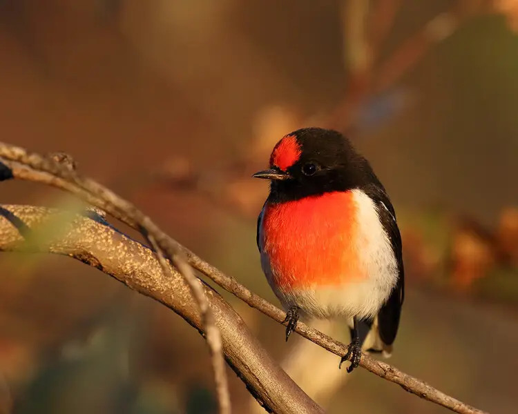 Red-capped robin - Facts, Diet, Habitat & Pictures on 