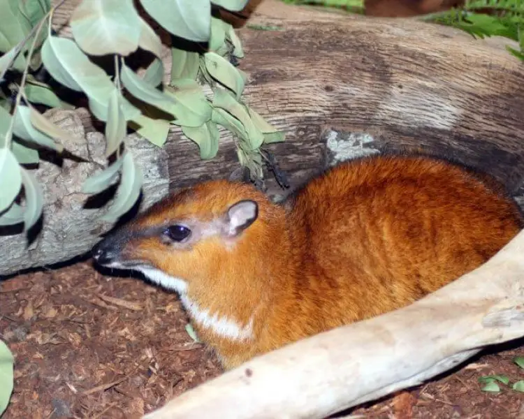 Greater Mouse-Deer