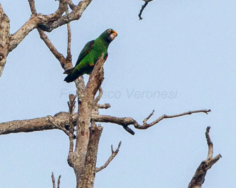 Red-fronted parrot