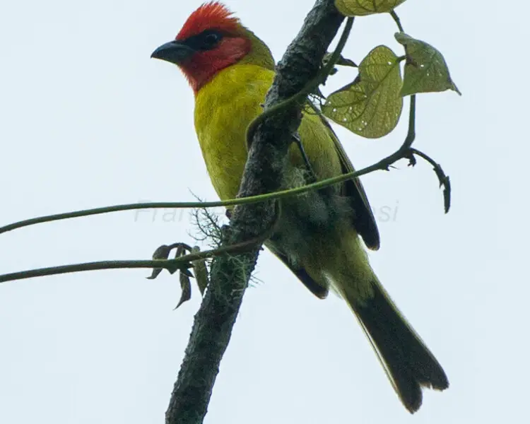 Red-headed tanager