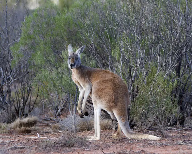 Red Kangaroo - Facts, Diet, Habitat & Pictures on 