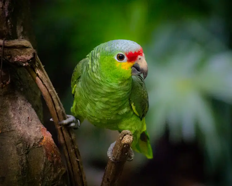 Red-Lored Amazon