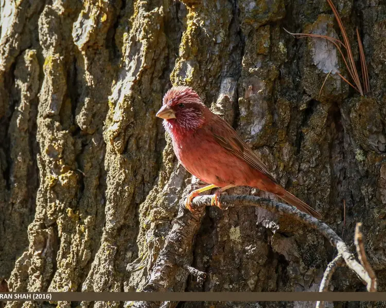 red-mantled-rosefinch-facts-diet-habitat-pictures-on-animalia-bio