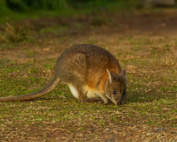 Red-Necked Pademelon