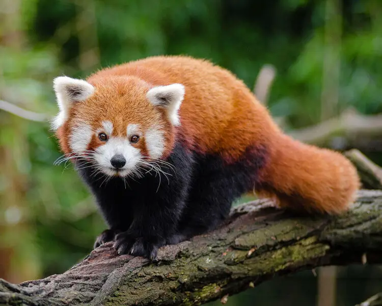 Red Panda - Facts, Diet, Habitat & Pictures on 