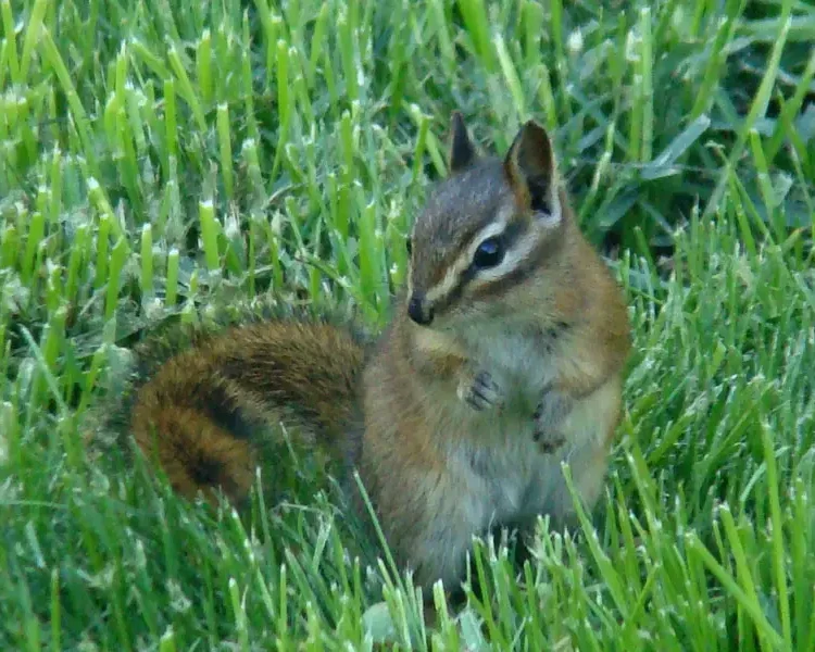 Red-tailed chipmunk