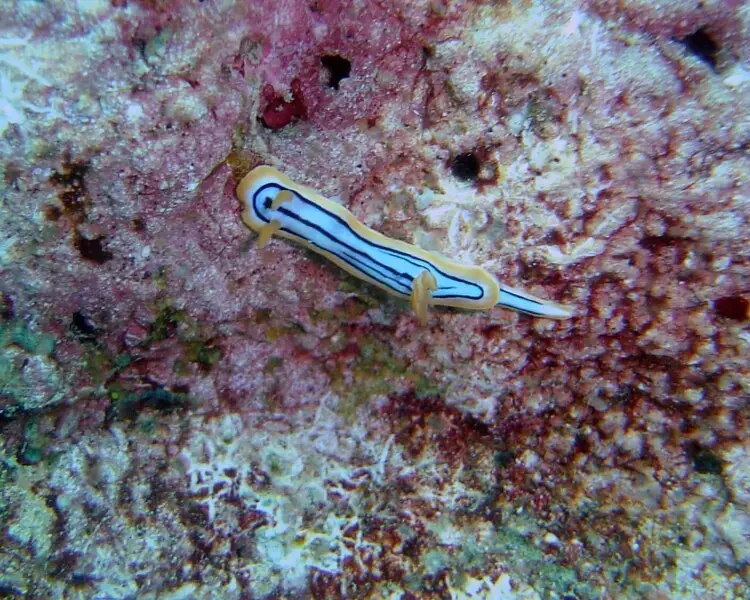 Chromodoris elisabethina