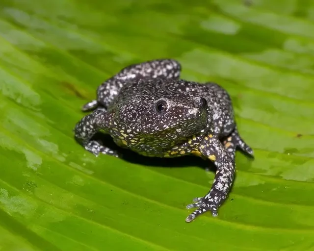 Elachistocleis pearsei Facts, Diet, Habitat & Pictures on Animalia.bio