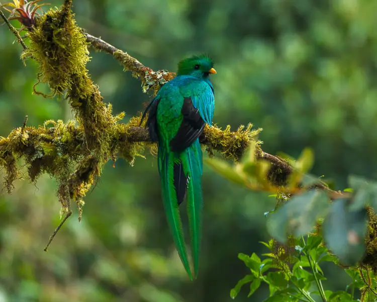 Resplendent Quetzal Facts Diet Habitat Pictures On Animalia Bio