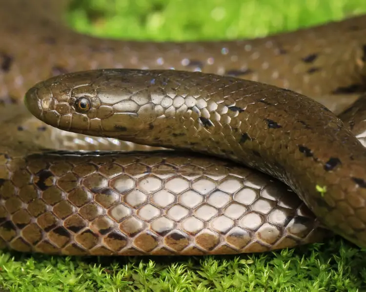 Rhabdops olivaceus Facts, Diet, Habitat & Pictures on Animalia.bio