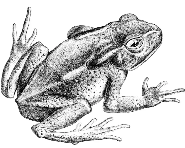 Rhaebo caeruleostictus Fatti, dieta, habitat e immagini su Animalia.bio