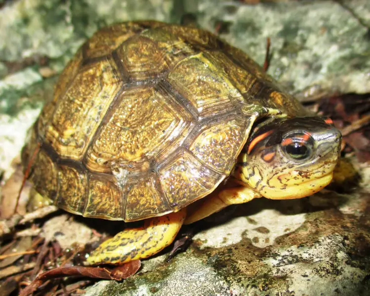 Furrowed wood turtle