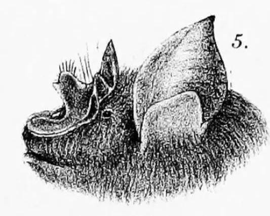 Intermediate horseshoe bat