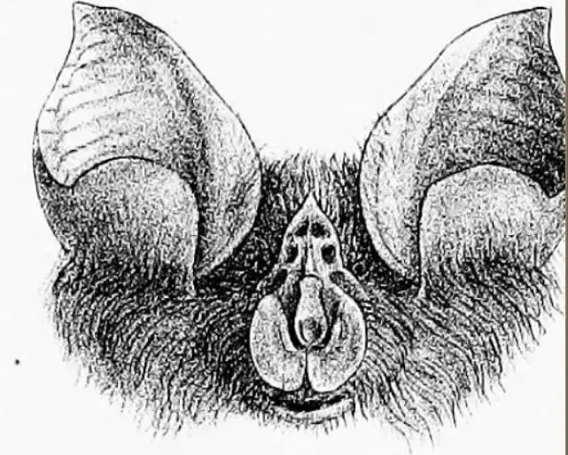 Cape horseshoe bat