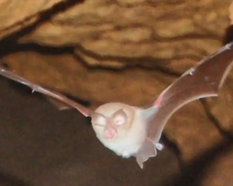 Mediterranean horseshoe bat