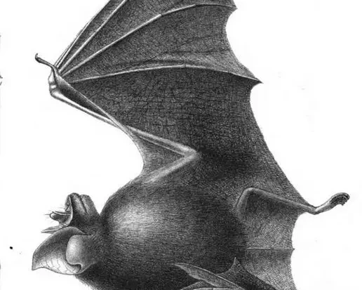 Broad-eared horseshoe bat