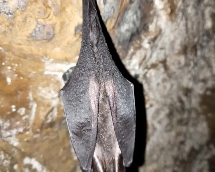 Formosan woolly horseshoe bat