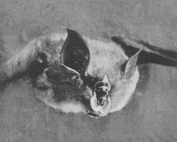 Lander's horseshoe bat
