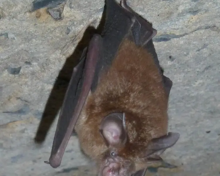 Smaller horseshoe bat