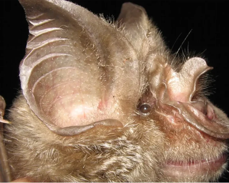 Mozambican horseshoe bat