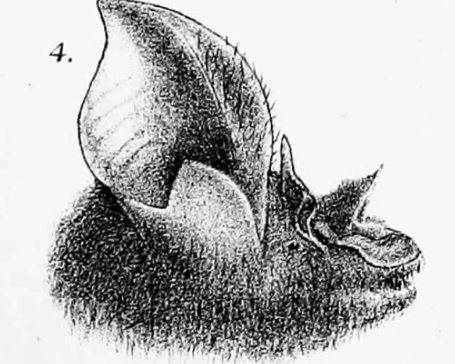 Large-eared horseshoe bat