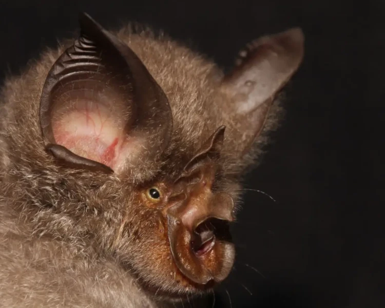 Smithers's horseshoe bat