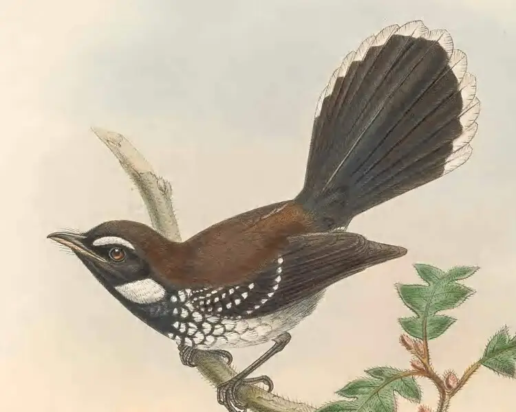 White-bellied thicket fantail