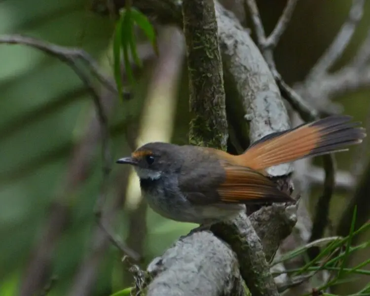 Sulawesi fantail