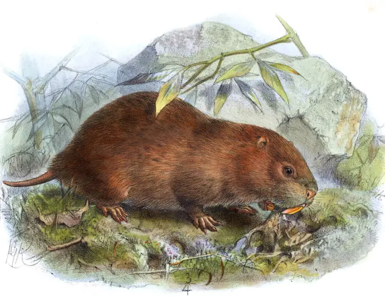 Lesser bamboo rat Facts, Diet, Habitat & Pictures on Animalia.bio