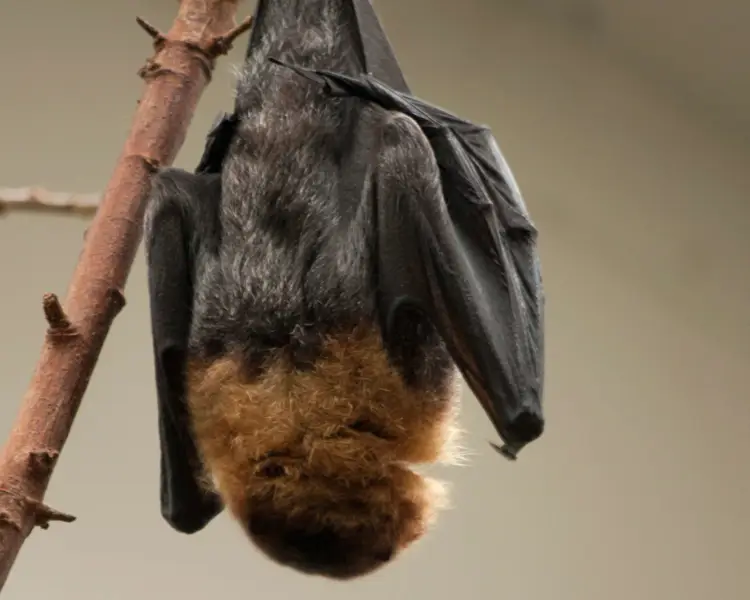 Pteropus rodricensis