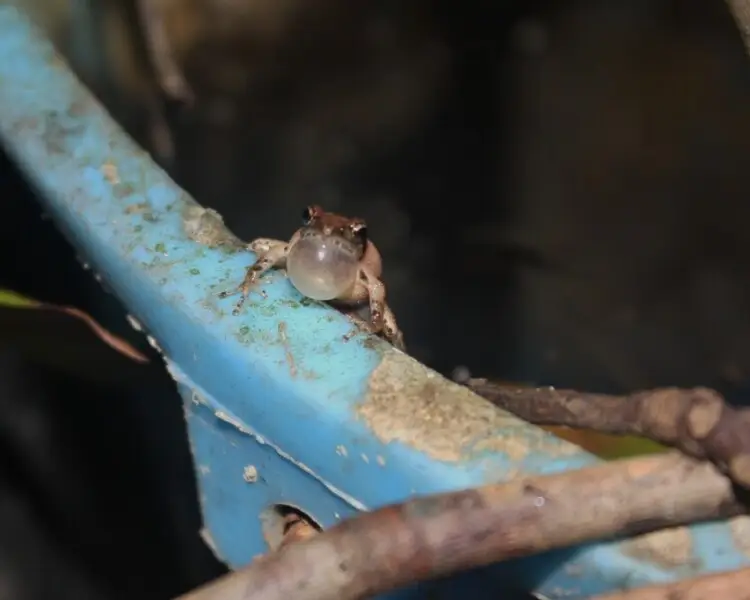 Romer's tree frog