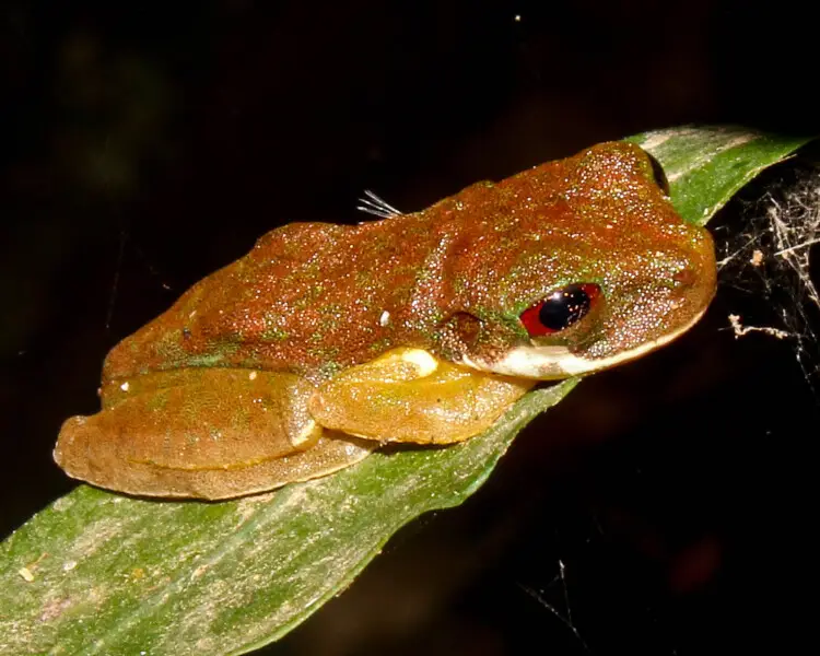 Rufous-eyed brook frog