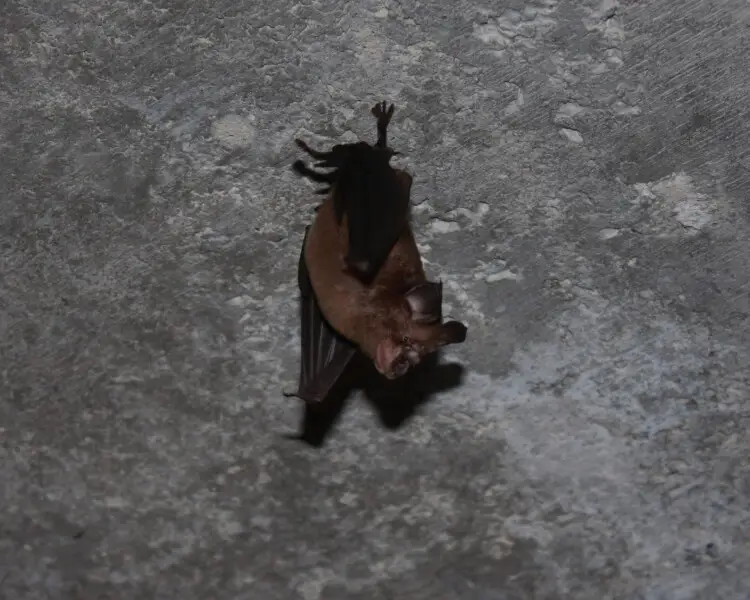 Rufous horseshoe bat